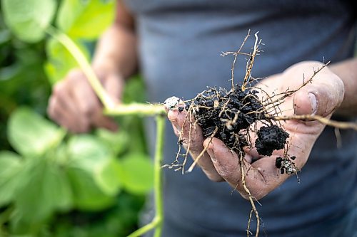 MIKAELA MACKENZIE / WINNIPEG FREE PRESS

Joe Gardiner shows the nitrogen-fixing root nodules in the long-season forage soybeans that they have planted with the corn the Field of Dreams baseball diamond near Clearwater, Manitoba on Thursday, Sept. 5, 2024. 

For Mike McIntyre story.
Winnipeg Free Press 2024