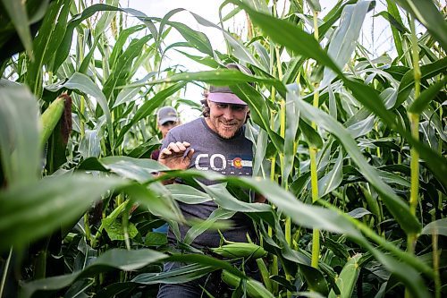 MIKAELA MACKENZIE / WINNIPEG FREE PRESS

Joe Gardiner takes a shortcut through the corn from the maze to the Field of Dreams baseball diamond near Clearwater, Manitoba on Thursday, Sept. 5, 2024. 

For Mike McIntyre story.
Winnipeg Free Press 2024