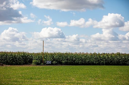 MIKAELA MACKENZIE / WINNIPEG FREE PRESS

The outfield, edged by corn and soybeans, at the Field of Dreams baseball diamond near Clearwater, Manitoba on Thursday, Sept. 5, 2024. 

For Mike McIntyre story.
Winnipeg Free Press 2024