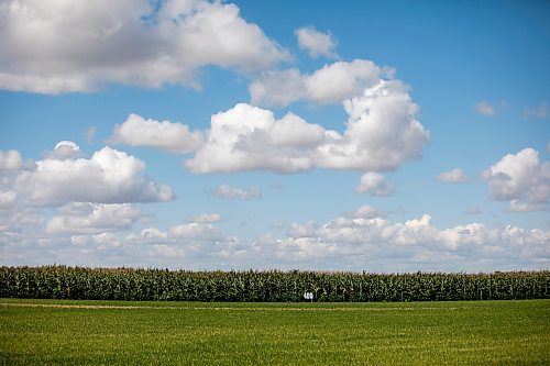 MIKAELA MACKENZIE / WINNIPEG FREE PRESS

The outfield, edged by corn and soybeans, at the Field of Dreams baseball diamond near Clearwater, Manitoba on Thursday, Sept. 5, 2024. 

For Mike McIntyre story.
Winnipeg Free Press 2024