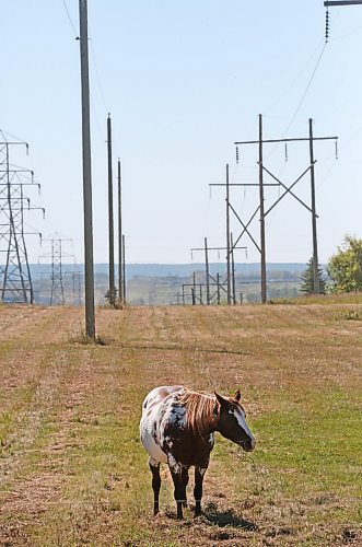 A horse chews on freshly cut hay in a pasture west of Brandon on Friday morning. (Matt Goerzen/The Brandon Sun)