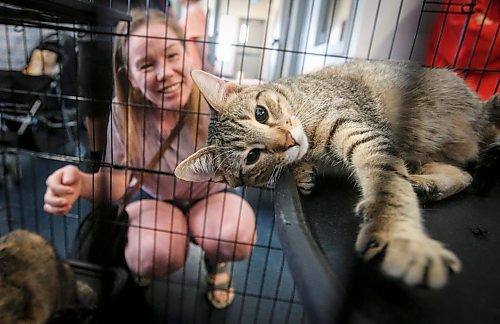 JOHN WOODS / FREE PRESS
Sir Purr poses for Melanie Dell and the camera at the K9 Advocacy Manitoba rescue organization during the Meow Mania Expo at Deer Lodge Community Club Sunday, September 8, 2024. 

Reporter: standup