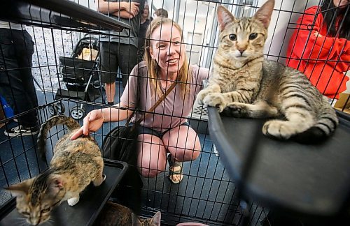 JOHN WOODS / FREE PRESS
Sir Purr, right, and his sister Pearl, left, pose for Melanie Dell at the K9 Advocacy Manitoba rescue organization during the Meow Mania Expo at Deer Lodge Community Club Sunday, September 8, 2024. 

Reporter: standup