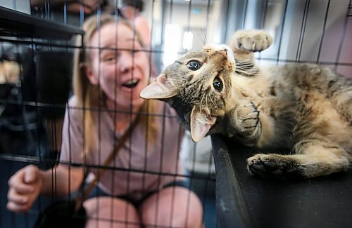 JOHN WOODS / FREE PRESS
Sir Purr poses for Melanie Dell and the camera at the K9 Advocacy Manitoba rescue organization during the Meow Mania Expo at Deer Lodge Community Club Sunday, September 8, 2024. 

Reporter: standup