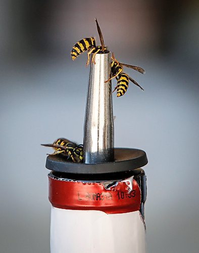 JOHN WOODS / FREE PRESS
Wasps buzz around and land on a home-made trap Monday, September 9, 2024. The city says wasps numbers are no different from other years.

Reporter: Malak