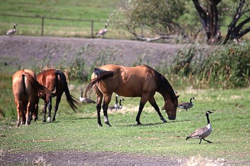 A Canada goose struts past a herd of horses in a pasture along Highway 10 south of Brandon on Monday afternoon. (Matt Goerzen/The Brandon Sun)