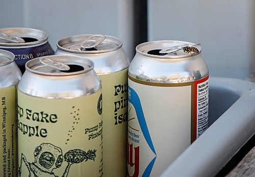 JOHN WOODS / FREE PRESS
A wasp buzzes around and is attracted to empty beer cans in a recycling bin Monday, September 9, 2024. The city says wasps numbers are no different from other years.

Reporter: Malak