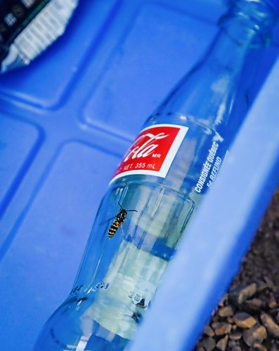 JOHN WOODS / FREE PRESS
A wasp buzzes around and is attracted to a bottle in a recycling bin Monday, September 9, 2024. The city says wasps numbers are no different from other years.

Reporter: Malak