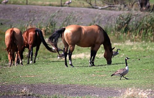 A Canada goose struts past a herd of horses in a pasture along Highway 10 south of Brandon on Monday afternoon. (Matt Goerzen/The Brandon Sun)