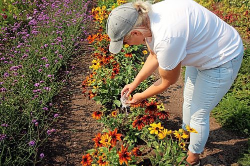 In her u-pick garden, Hazel Thorne ties a bag around a flower to collect seeds. She plans to use the seeds for next year's planting. (Connor McDowell/Brandon Sun)