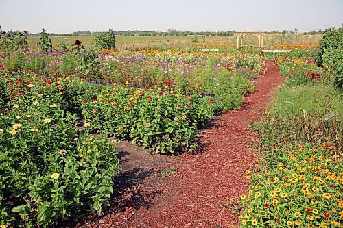 Rows of flowers line Hazel Thorne's back yard, where she hosts a u-pick garden in the summer. (Connor McDowell/Brandon Sun)