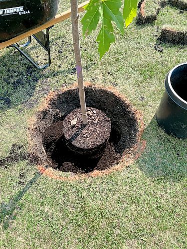 Marc LaBossiere / Winnipeg Free Press

The hole is prepped to twice the diameter whereby top soil will be packed to fill the gap

 