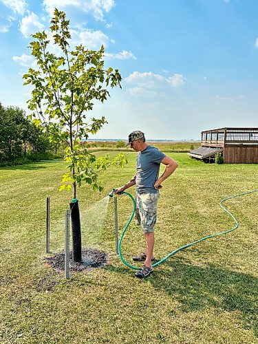 Marc LaBossiere / Winnipeg Free Press

After the planting process is complete, the new Maple tree receives a generous drink for the first time (and first of many) on the property

 