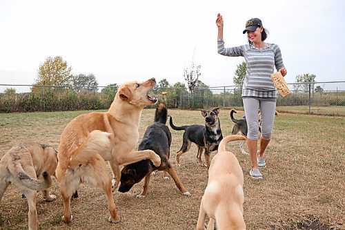 A golden retriever catches a treat thrown by Brandon Humane Society executive director/manager Tracy Munn while she enjoys a few moments outside the shelter on Wednesday afternoon. Though she is still working on a final tally, Munn told the Sun yesterday that last weekend's annual Wag-A-Tail Walk-A-Thon was even more successful than 2023, with close to $39,000 coming in to support the non-profit. (Matt Goerzen/The Brandon Sun)