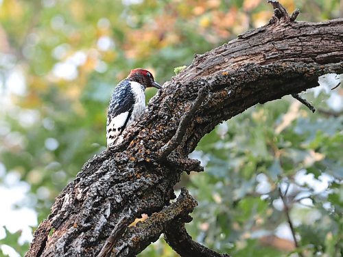 Ruth Bonneville / Free Press

Weather standup at  La Barriere Park 

Photo of the Red-Headed Woodpecker they spotted in the trees at  La Barriere Park Wednesday. 

Avid bird watchers, David and Valerie Coulombe  photograph a Red-Headed Woodpecker in the trees at La Barriere Park Wednesday.  The two picked up the hobby a couple years ago from their son and now spend their free time enjoy photographing birds while walking in the great outdoors. 

Sept 11th,  2024