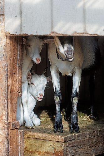 MIKE DEAL / FREE PRESS
Aurora Farm in St. Norbert is celebrating its 20th anniversary this weekend by inviting the public to visit and enjoy tours of the farm and various workshops.
Owner-managers (l-r) Zona Bresch, Louise May, and Aynsleigh Kerchak run the 160-acre farm&#x2019;s operations, which include producing 10,000 bars of goat milk soap a year; running a summer camp so youth can learn about farming; hosting a diversity of programs to facilitate the building of traditional agrarian skills; and offering baby goat yoga, which attracts thousands of visitors annually.
240913 - Friday, September 13, 2024.