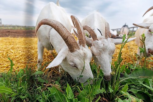 MIKE DEAL / FREE PRESS
Aurora Farm in St. Norbert is celebrating its 20th anniversary this weekend by inviting the public to visit and enjoy tours of the farm and various workshops.
Owner-managers (l-r) Zona Bresch, Louise May, and Aynsleigh Kerchak run the 160-acre farm&#x2019;s operations, which include producing 10,000 bars of goat milk soap a year; running a summer camp so youth can learn about farming; hosting a diversity of programs to facilitate the building of traditional agrarian skills; and offering baby goat yoga, which attracts thousands of visitors annually.
240913 - Friday, September 13, 2024.