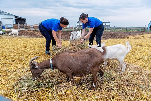 MIKE DEAL / FREE PRESS
Owner-managers (l-r) Zona Bresch, and Aynsleigh Kerchak spread some feed grass for the goats. 
Aurora Farm in St. Norbert is celebrating its 20th anniversary this weekend by inviting the public to visit and enjoy tours of the farm and various workshops.
They run the 160-acre farm&#x2019;s operations, which include producing 10,000 bars of goat milk soap a year; running a summer camp so youth can learn about farming; hosting a diversity of programs to facilitate the building of traditional agrarian skills; and offering baby goat yoga, which attracts thousands of visitors annually.
240913 - Friday, September 13, 2024.