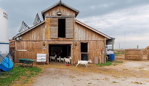 MIKE DEAL / FREE PRESS
Aurora Farm in St. Norbert is celebrating its 20th anniversary this weekend by inviting the public to visit and enjoy tours of the farm and various workshops.
Owner-managers (l-r) Zona Bresch, Louise May, and Aynsleigh Kerchak run the 160-acre farm&#x2019;s operations, which include producing 10,000 bars of goat milk soap a year; running a summer camp so youth can learn about farming; hosting a diversity of programs to facilitate the building of traditional agrarian skills; and offering baby goat yoga, which attracts thousands of visitors annually.
240913 - Friday, September 13, 2024.