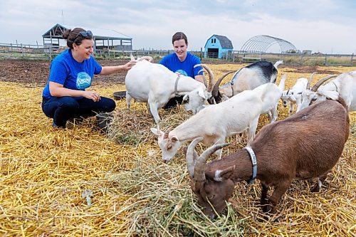 MIKE DEAL / FREE PRESS
Owner-managers (l-r) Zona Bresch, and Aynsleigh Kerchak spread some feed grass for the goats. 
Aurora Farm in St. Norbert is celebrating its 20th anniversary this weekend by inviting the public to visit and enjoy tours of the farm and various workshops.
They run the 160-acre farm&#x2019;s operations, which include producing 10,000 bars of goat milk soap a year; running a summer camp so youth can learn about farming; hosting a diversity of programs to facilitate the building of traditional agrarian skills; and offering baby goat yoga, which attracts thousands of visitors annually.
240913 - Friday, September 13, 2024.