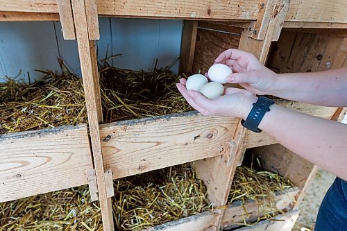 MIKE DEAL / FREE PRESS
Owner-manager Aynsleigh Kerchak gathers a handful of eggs from the roost. 
Aurora Farm in St. Norbert is celebrating its 20th anniversary this weekend by inviting the public to visit and enjoy tours of the farm and various workshops.
They run the 160-acre farm&#x2019;s operations, which include producing 10,000 bars of goat milk soap a year; running a summer camp so youth can learn about farming; hosting a diversity of programs to facilitate the building of traditional agrarian skills; and offering baby goat yoga, which attracts thousands of visitors annually.
240913 - Friday, September 13, 2024.