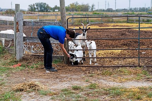 MIKE DEAL / FREE PRESS
Owner-manager Aynsleigh Kerchak stops to console needy goat, Merlin, while walking across the yard. 
Aurora Farm in St. Norbert is celebrating its 20th anniversary this weekend by inviting the public to visit and enjoy tours of the farm and various workshops.
They run the 160-acre farm&#x2019;s operations, which include producing 10,000 bars of goat milk soap a year; running a summer camp so youth can learn about farming; hosting a diversity of programs to facilitate the building of traditional agrarian skills; and offering baby goat yoga, which attracts thousands of visitors annually.
240913 - Friday, September 13, 2024.