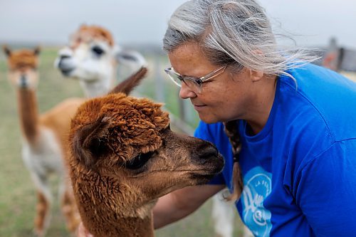 MIKE DEAL / FREE PRESS
Owner-manager Louise May with alpaca, Monarch. 
Aurora Farm in St. Norbert is celebrating its 20th anniversary this weekend by inviting the public to visit and enjoy tours of the farm and various workshops.
They run the 160-acre farm&#x2019;s operations, which include producing 10,000 bars of goat milk soap a year; running a summer camp so youth can learn about farming; hosting a diversity of programs to facilitate the building of traditional agrarian skills; and offering baby goat yoga, which attracts thousands of visitors annually.
240913 - Friday, September 13, 2024.