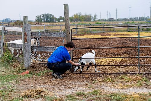 MIKE DEAL / FREE PRESS
Owner-manager Aynsleigh Kerchak stops to console needy goat, Merlin, while walking across the yard. 
Aurora Farm in St. Norbert is celebrating its 20th anniversary this weekend by inviting the public to visit and enjoy tours of the farm and various workshops.
They run the 160-acre farm&#x2019;s operations, which include producing 10,000 bars of goat milk soap a year; running a summer camp so youth can learn about farming; hosting a diversity of programs to facilitate the building of traditional agrarian skills; and offering baby goat yoga, which attracts thousands of visitors annually.
240913 - Friday, September 13, 2024.