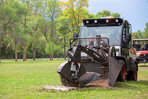 BROOK JONES / FREE PRESS
City of Winnipeg worker Darryl Thiessen (right) is pictured operating a stump grinding machine at St. Vital Park in Winnipeg, Man., Monday, Sept. 16, 2024. Also pictured is City of Winnipeg worker Mike Eion, who was training.