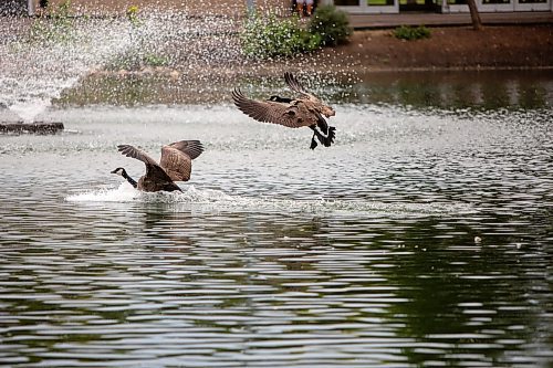 BROOK JONES / FREE PRESS
Canada geese touchdown on the water at the St. Vital Duck Pond in Winnipeg, Man., Monday, Sept. 16, 2024.