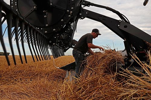 16092024
Craig Anderson clears oats from the header of his combine during harvest at Anderson Farms east of Souris on Monday afternoon. (Tim Smith/The Brandon Sun)