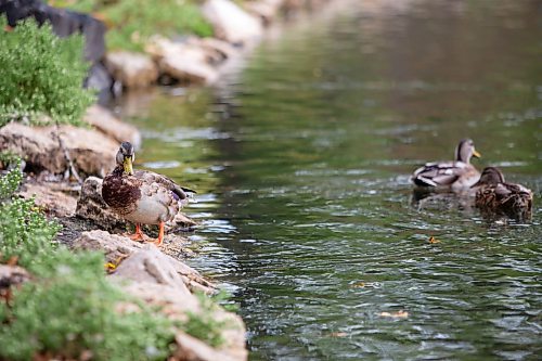 BROOK JONES / FREE PRESS
Ducks are pictured at the St. Vital Duck Pond in Winnipeg, Man., Monday, Sept. 16, 2024.