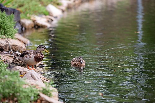 BROOK JONES / FREE PRESS
Duck are pictured at the St. Vital Duck Pond in Winnipeg, Man., Monday, Sept. 16, 2024.