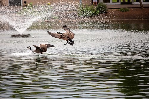 BROOK JONES / FREE PRESS
Canada geese touchdown on the water at the St. Vital Duck Pond in Winnipeg, Man., Monday, Sept. 16, 2024.