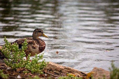 BROOK JONES / FREE PRESS
A duck is pictured on the shoreline at the St. Vital Duck Pond in Winnipeg, Man., Monday, Sept. 16, 2024.