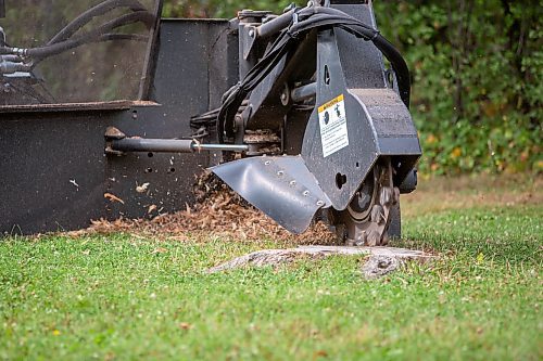 BROOK JONES / FREE PRESS
A stump grinding machine operated by City of Winnipeg worker Darryl Thiessen is pictured at St. Vital Park in Winnipeg, Man., Monday, Sept. 16, 2024.