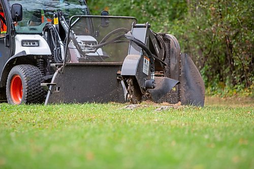 BROOK JONES / FREE PRESS
A stump grinding machine operated by City of Winnipeg worker Darryl Thiessen is pictured at St. Vital Park in Winnipeg, Man., Monday, Sept. 16, 2024.