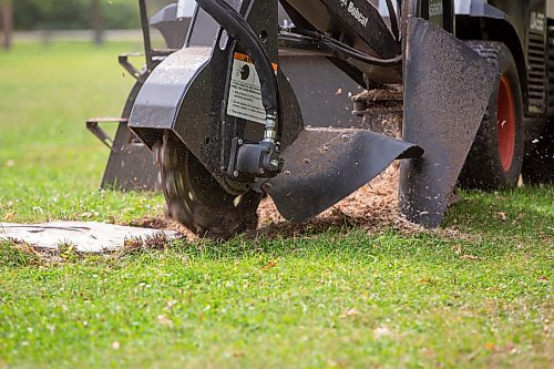 BROOK JONES / FREE PRESS
A stump grinding machine operated by City of Winnipeg worker Darryl Thiessen is pictured at St. Vital Park in Winnipeg, Man., Monday, Sept. 16, 2024.