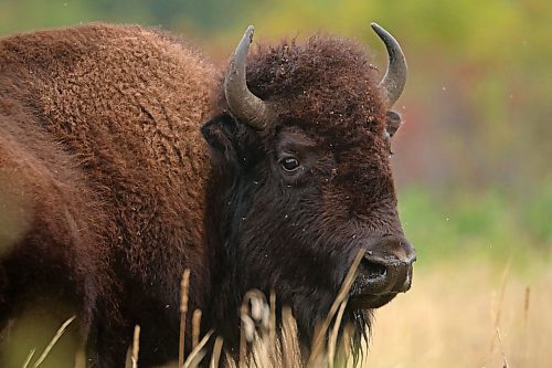 A bison grazes amid the fall colours near Lake Audy in Riding Mountain National Park on Monday. (Tim Smith/The Brandon Sun)