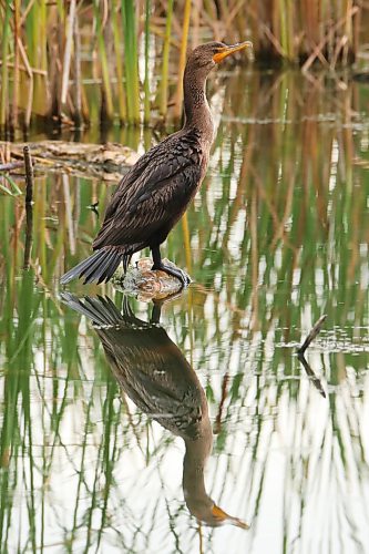 23092024
A cormorant sits on a log in a marsh near Sandy Lake, Manitoba on Monday. 
(Tim Smith/The Brandon Sun)