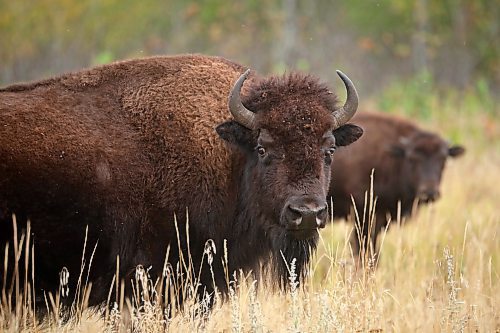 23092024
Bison graze amid the fall colours near Lake Audy in Riding Mountain National Park on Monday. 
(Tim Smith/The Brandon Sun)