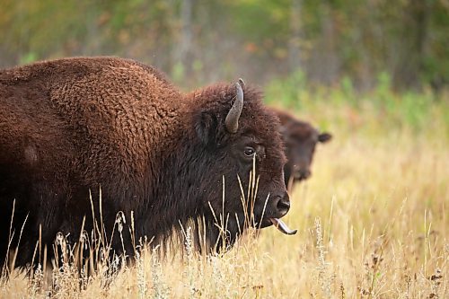 23092024
Bison graze amid the fall colours near Lake Audy in Riding Mountain National Park on Monday. 
(Tim Smith/The Brandon Sun)