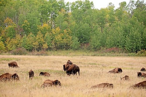 23092024
Bison graze and rest amid the fall colours near Lake Audy in Riding Mountain National Park on Monday. 
(Tim Smith/The Brandon Sun)