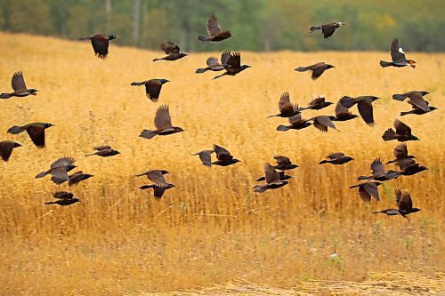 23092024
Blackbirds take flight from a field near Sandy Lake, Manitoba on Monday. 
(Tim Smith/The Brandon Sun)