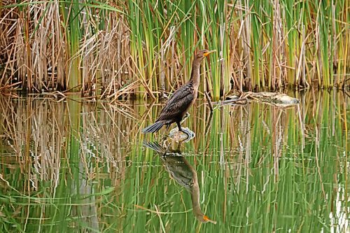 23092024
A cormorant sits on a log in a marsh near Sandy Lake, Manitoba on Monday. 
(Tim Smith/The Brandon Sun)