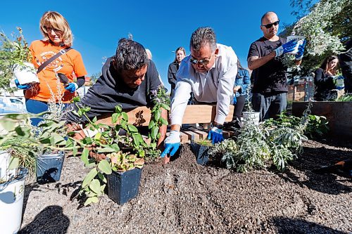 MIKE DEAL / FREE PRESS
Community member, Alan (left), and Mike Pierre (right), Executive Director, Indigenous Services, MB Justice, work together putting plants into the medicine garden.
Partners and community members honour the new outdoor gathering space at Circle of Life Thunderbird House by planting medicine gardens.
240924 - Tuesday, September 24, 2024.