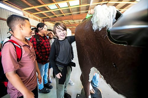 MIKAELA MACKENZIE / WINNIPEG FREE PRESS
	
Grade six student Maverick Bialowas puts his hand into a cow birthing simulator at the beef station during the Amazing Agriculture Adventure (a four-day event immersing Manitoba students into the world of agriculture) at the Bruce D. Campbell Farm &amp; Food Discovery Centre on Tuesday, Sept. 24, 2024. 

For Aaron Epp story.
Winnipeg Free Press 2024