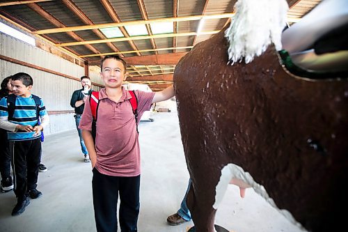 MIKAELA MACKENZIE / WINNIPEG FREE PRESS
	
Grade six student L.J. Nagorski puts his hand into a cow birthing simulator at the beef station during the Amazing Agriculture Adventure (a four-day event immersing Manitoba students into the world of agriculture) at the Bruce D. Campbell Farm &amp; Food Discovery Centre on Tuesday, Sept. 24, 2024. 

For Aaron Epp story.
Winnipeg Free Press 2024