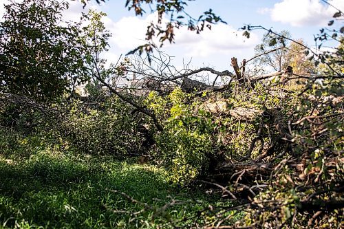 MIKAELA MACKENZIE / WINNIPEG FREE PRESS
	
Piles of trees that were recently taken down by the developer at Lemay Forest on Sept. 24, 2024. 

For Joyane story.
Winnipeg Free Press 2024