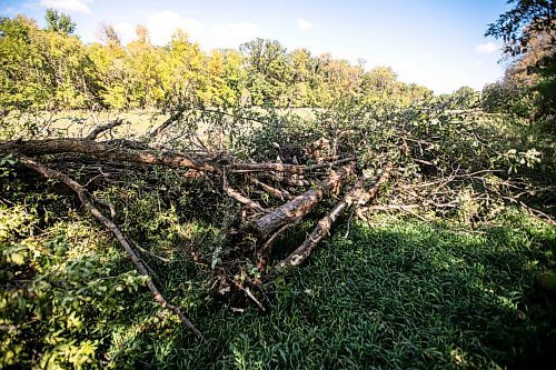 MIKAELA MACKENZIE / WINNIPEG FREE PRESS
	
Piles of trees that were recently taken down by the developer at Lemay Forest on Sept. 24, 2024. 

For Joyane story.
Winnipeg Free Press 2024